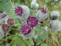 Distel